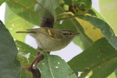 Phylloscopus pulcher