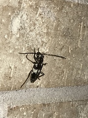 Enaphalodes taeniatus