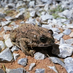 Vandijkophrynus angusticeps