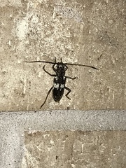 Enaphalodes taeniatus