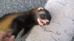 Mustela putorius