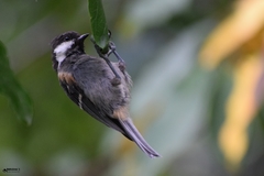 Periparus ater melanolophus