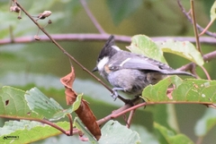 Phylloscopus pulcher