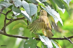 Sylviparus modestus