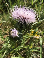 Cirsium pumilum