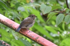 Tarsiger rufilatus