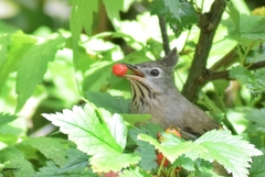 Yuhina gularis