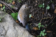 Tarsiger rufilatus