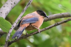 Heterophasia capistrata