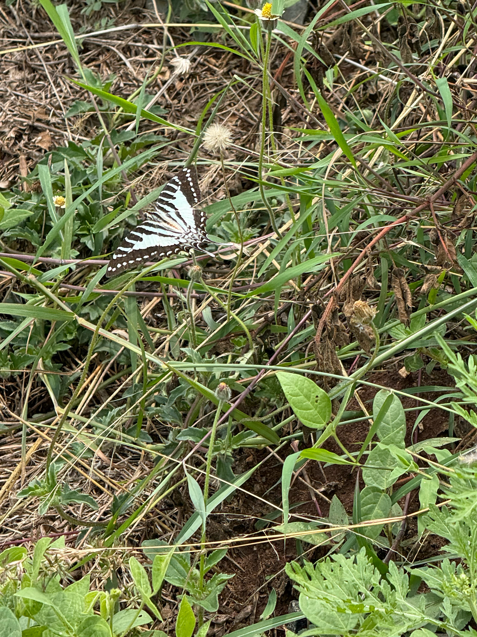 Spot Swordtail