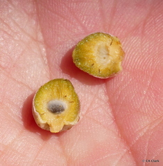 Disholcaspis simulata