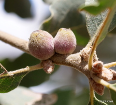 Disholcaspis simulata