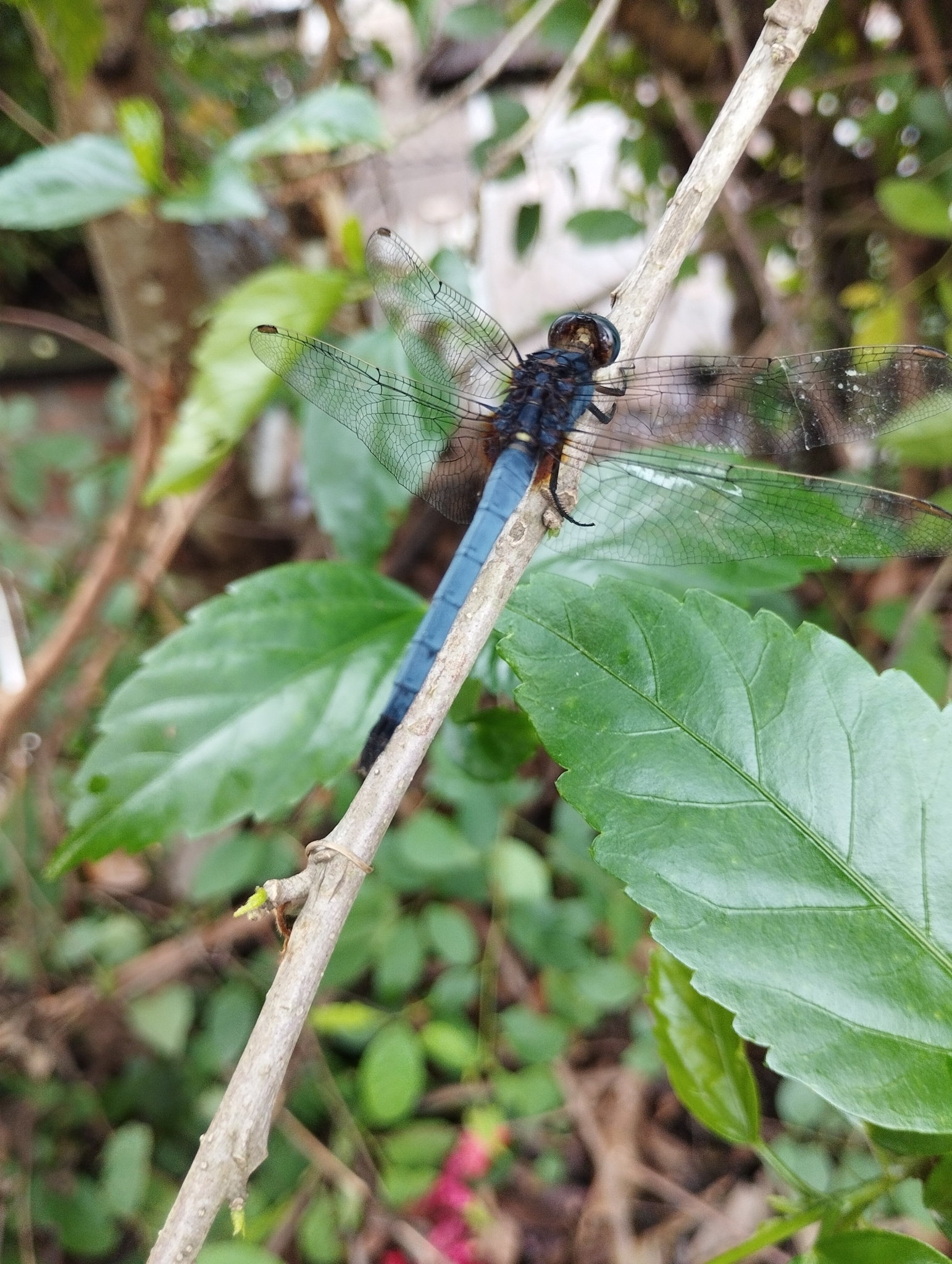 Blue Marsh Hawk