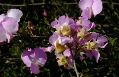 Podalyria leipoldtii