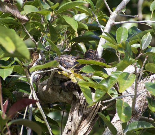 Australian Scrub Python sighting