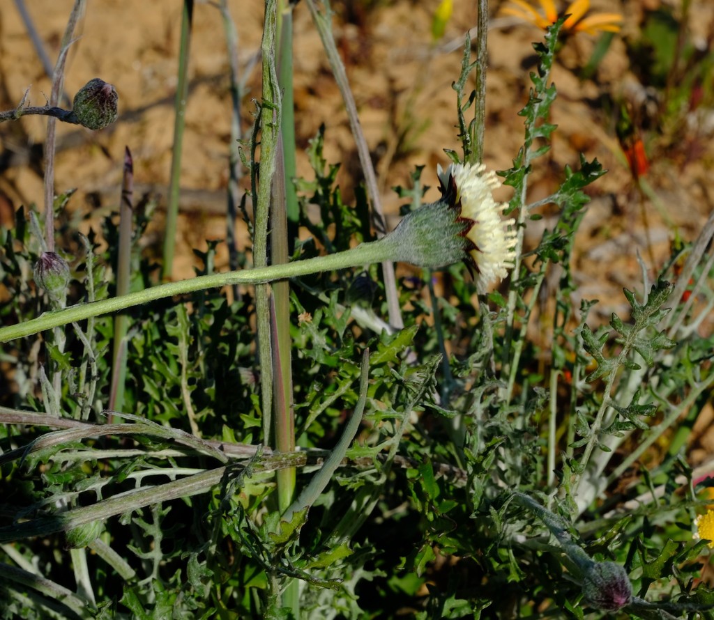 Bolandia pinnatifida