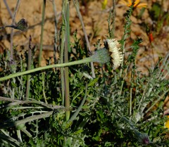 Bolandia pinnatifida