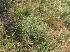 Erigeron divaricatus