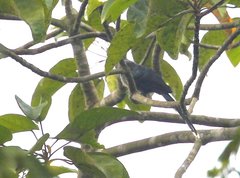 Phaenicophaeus diardi