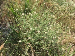 Erigeron divaricatus