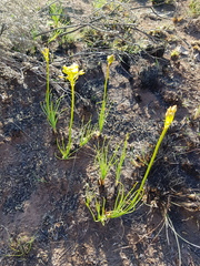 Bulbine capitata