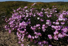 Podalyria leipoldtii