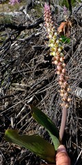 Lachenalia membranacea