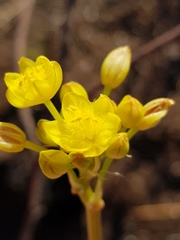 Bulbine capitata