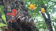 Image of Lycaste cochleata