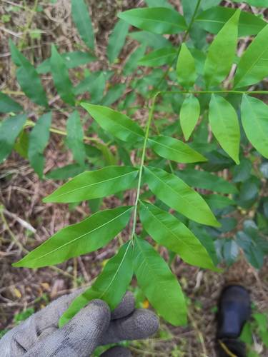 Sapindus mukorossi