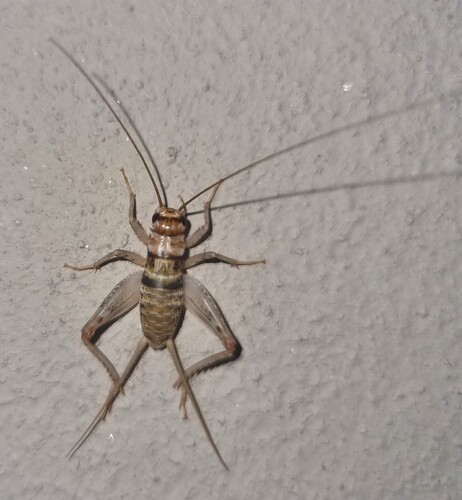 Tropical House Cricket