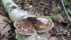 Daedaleopsis confragosa