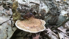 Daedaleopsis confragosa