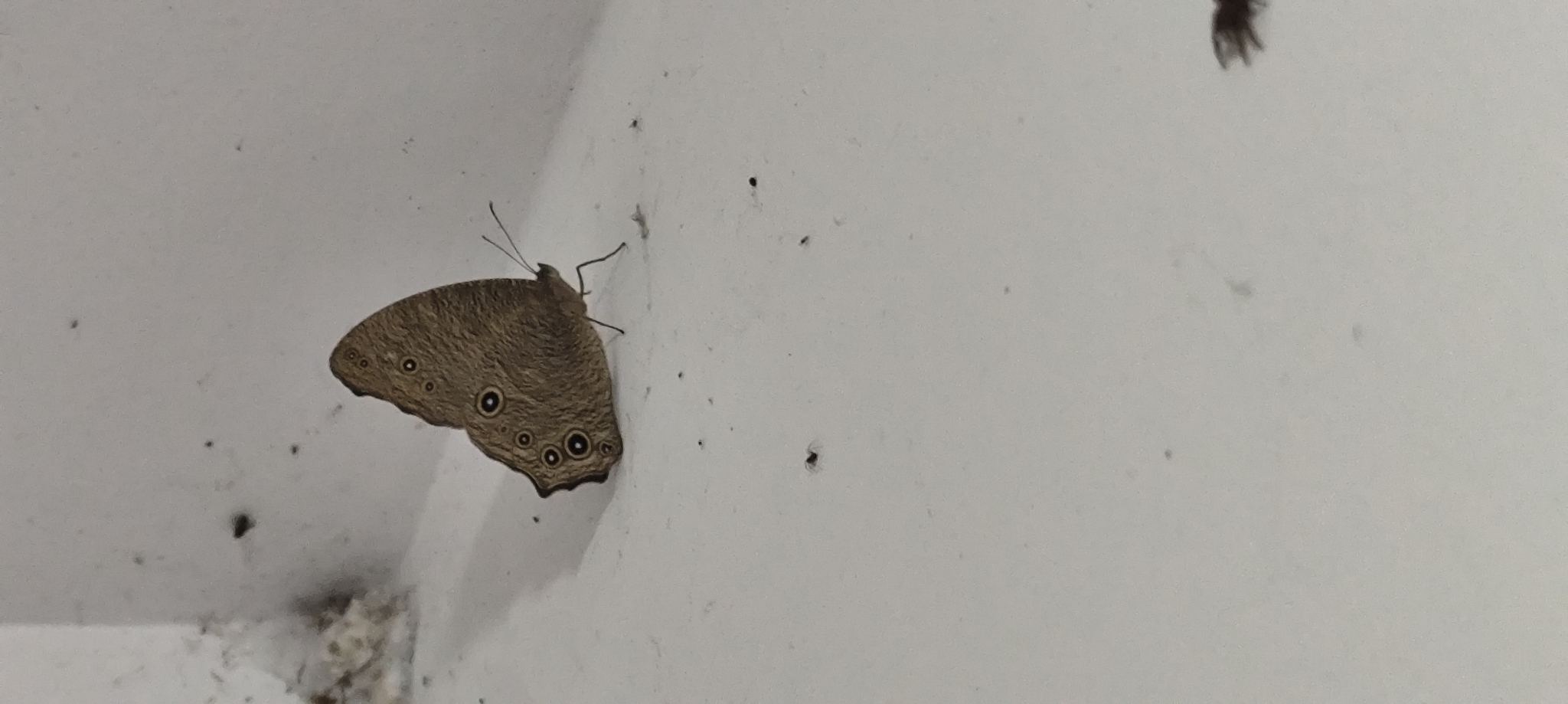 Common Evening Brown