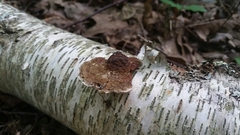 Daedaleopsis confragosa