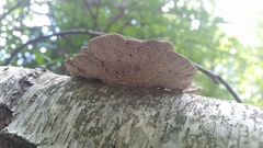 Daedaleopsis confragosa