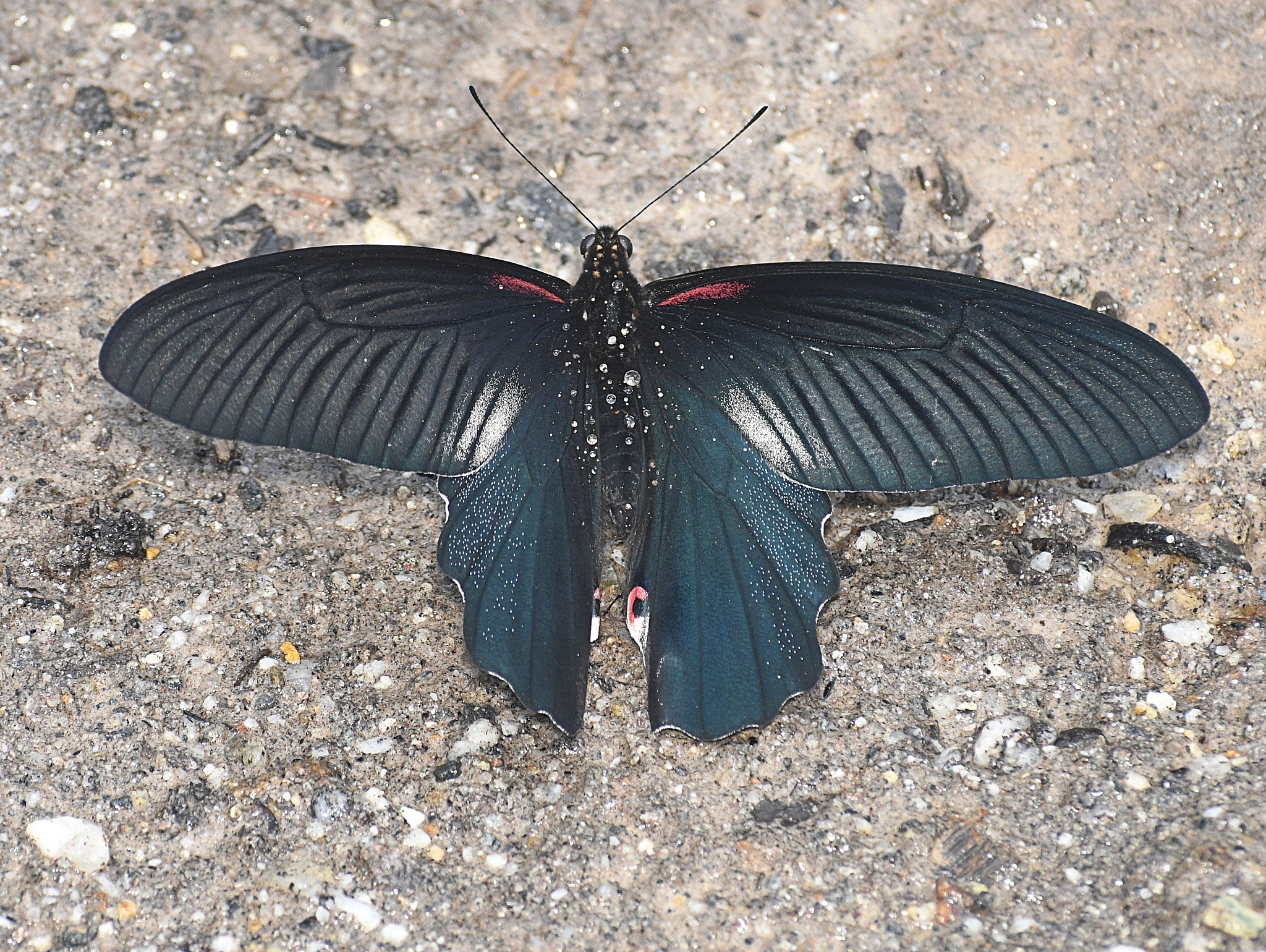 Red-Breasted Mormon