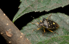 Mormidea notulata