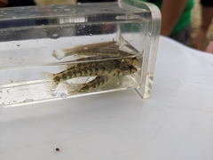 Etheostoma zonale