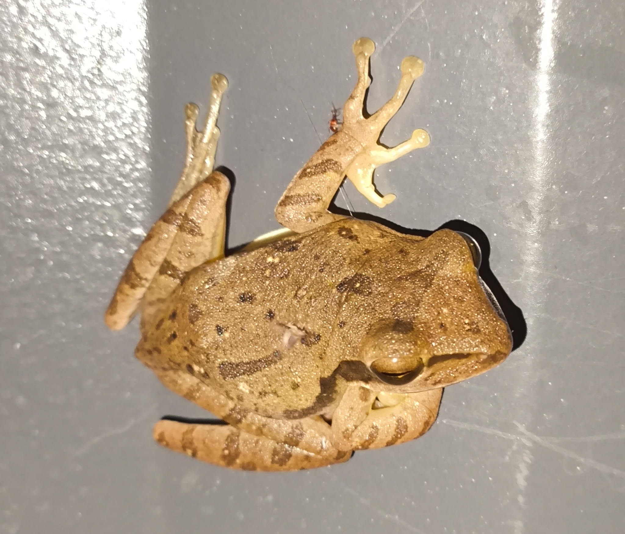 Big-Headed Whipping Frog