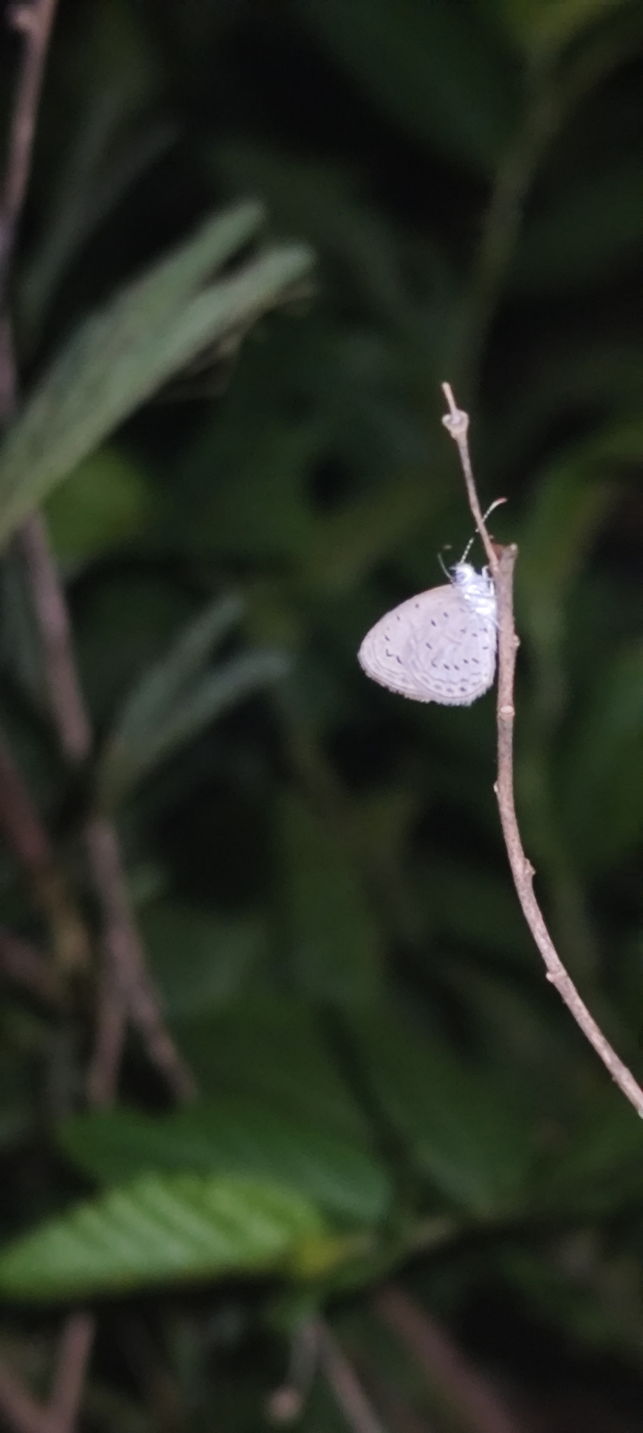 Tiny Grass Blue