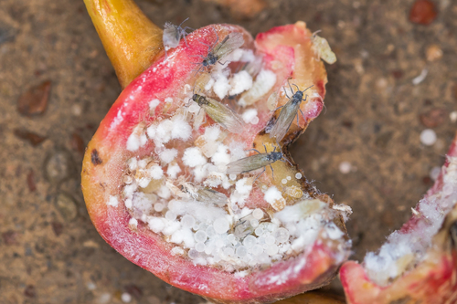 Poplar Spiral Gall Aphid