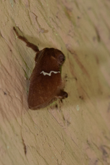 Monoleuca semifascia
