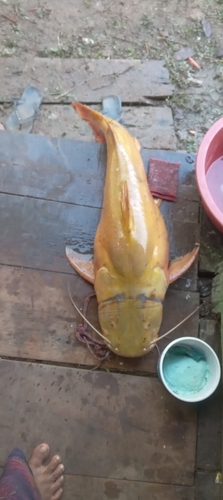 Black manguruyu (Zungaro zungaro) — Pimelodidae — 5