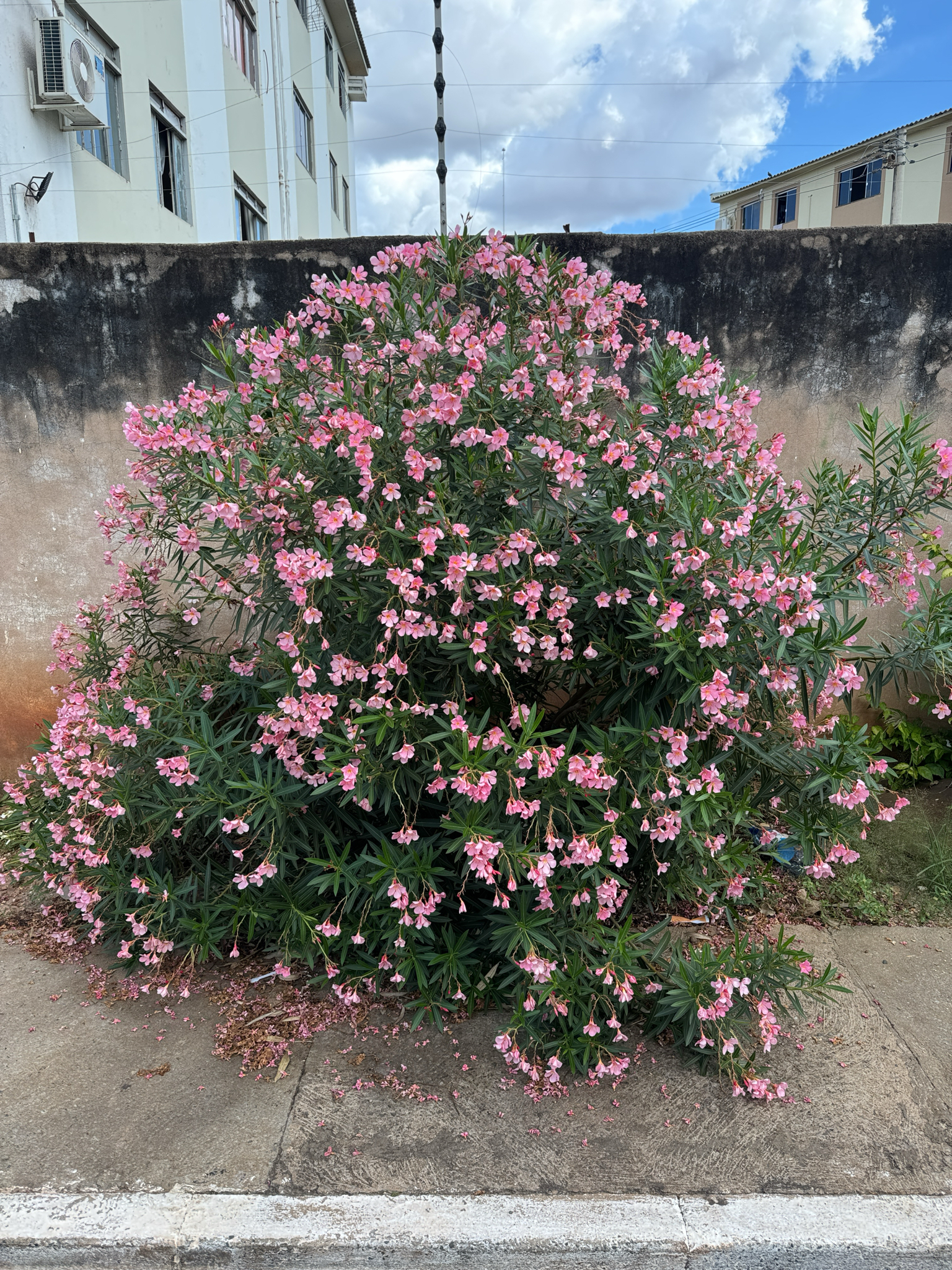 Nerium oleander
