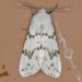 Fall Webworm Moth - Photo (c) krancmm, some rights reserved (CC BY-NC), uploaded by krancmm