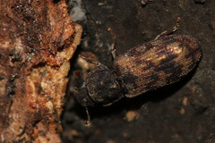Synchita undata
