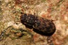 Synchita undata
