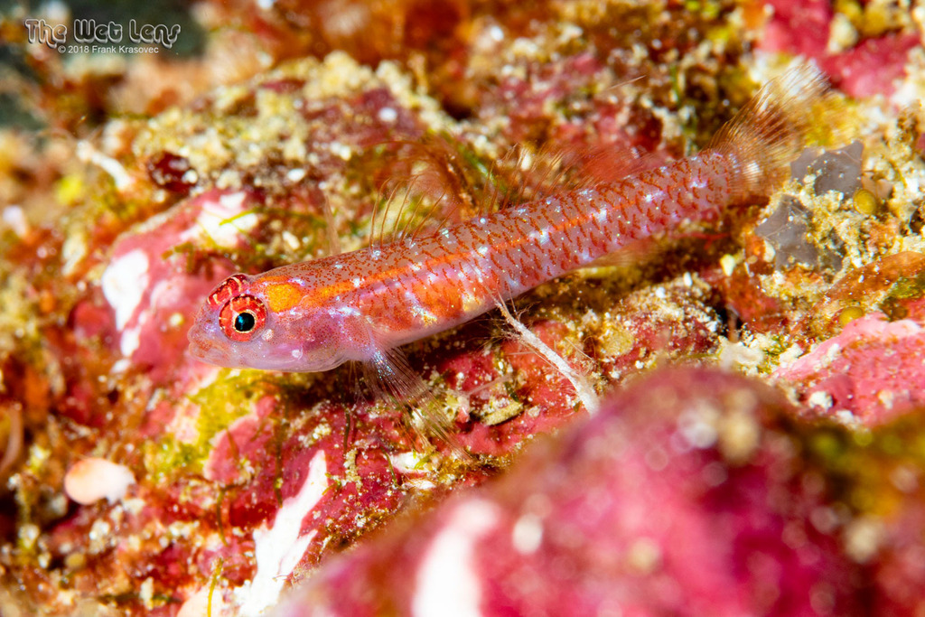 Eviota Dwarfgobies