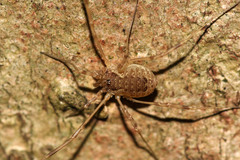 Lacinius ephippiatus